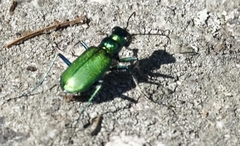 Cicindela denikei