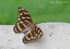 Herona marathus