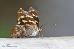 Herona marathus