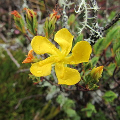 Hypericum lancioides