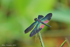 Rhyothemis plutonia