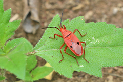 Probergrothius nigricornis