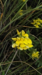 Listia heterophylla
