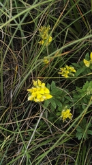 Listia heterophylla
