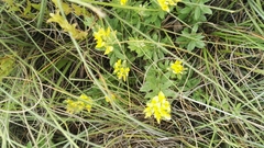 Listia heterophylla