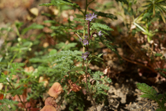Phacelia purpusii