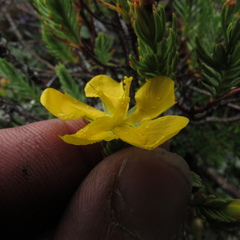 Hypericum lancioides