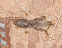 Neoscapteriscus borellii