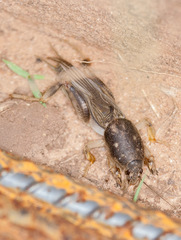 Neoscapteriscus borellii