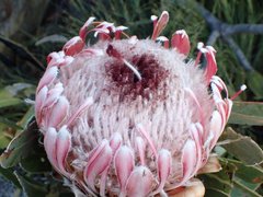 Protea lorifolia