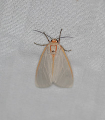 Pygarctia abdominalis