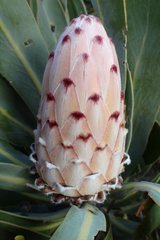 Protea lorifolia