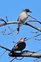 Colaptes auratus