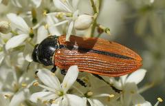 Castiarina rufipennis