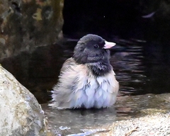 Junco hyemalis