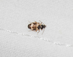 Tetragonoderus fasciatus