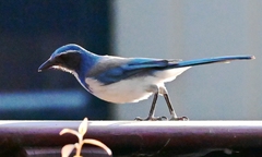 Aphelocoma californica