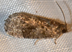 Gymnandrosoma punctidiscanum