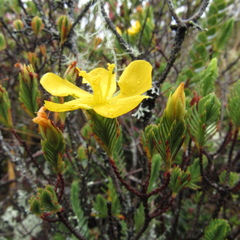 Hypericum lancioides