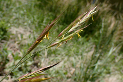 Bromus marginatus