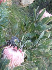 Protea lorifolia
