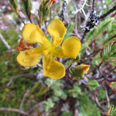 Hypericum lancioides