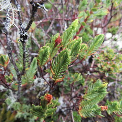 Hypericum lancioides