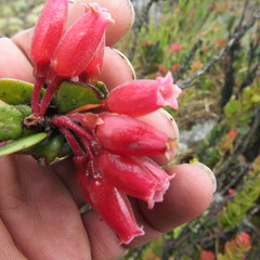 Plutarchia coronaria