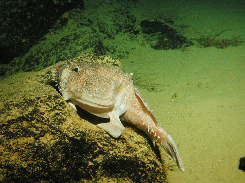 Celebes Monkfish