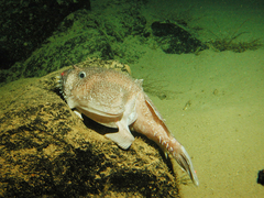 Celebes Monkfish photo 1
