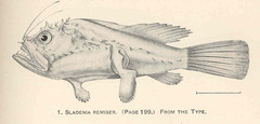 Celebes Monkfish photo 2