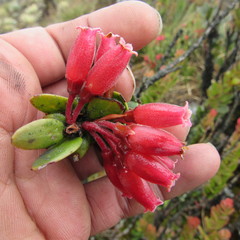 Plutarchia coronaria