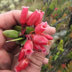Plutarchia coronaria