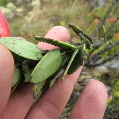 Plutarchia coronaria