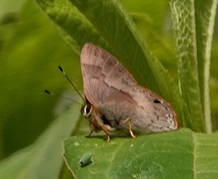 Euselasia eubule