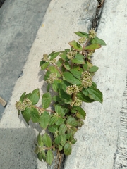 Euphorbia hirta