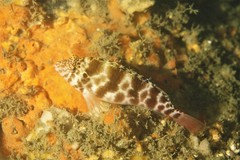 Cirrhitichthys aprinus