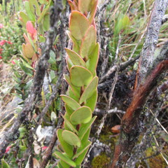 Plutarchia coronaria