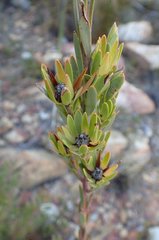 Leucadendron loeriense