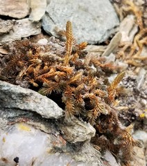Selaginella sibirica