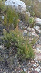 Leucadendron loeriense