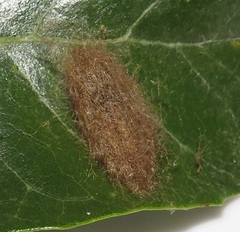 Euproctis punctifera