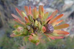 Leucadendron loeriense