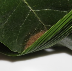 Euproctis punctifera