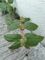 Euphorbia hirta