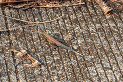 Sceloporus pyrocephalus