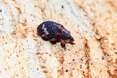 Oxyops fasciatus