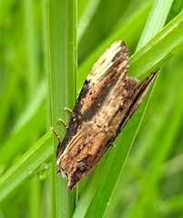 Hexafrenum leucodera