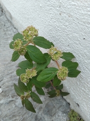 Euphorbia hirta