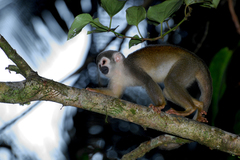Ecuadorian Squirrel Monkey photo 5